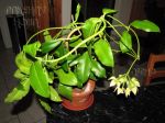 ././Photos/Plantes/Hoya_H-I-J-K-L/Mini/16imperSiL-IMG_0986.jpg