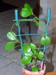 ././Photos/Plantes/Hoya_H-I-J-K-L/Mini/18kastb-IMG_8089.jpg