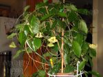 ././Photos/Plantes/Hoya_H-I-J-K-L/Mini/19ischn-IMG_9305.jpg