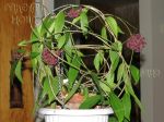 ././Photos/Plantes/Hoya_H-I-J-K-L/Mini/19laming-IMG_3031.jpg