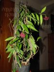 ././Photos/Plantes/Hoya_H-I-J-K-L/Mini/19lamingSt-IMG_8533.JPG