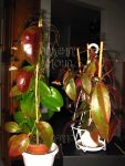 ././Photos/Plantes/Hoya_H-I-J-K-L/Mini/20110257.jpg