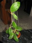 ././Photos/Plantes/Hoya_H-I-J-K-L/Mini/20jua-IMG_2025.JPG