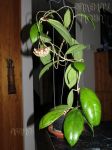 ././Photos/Plantes/Hoya_H-I-J-K-L/Mini/20juanng-IMG_1270.jpg