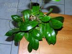 ././Photos/Plantes/Hoya_H-I-J-K-L/Mini/20juanng-IMG_2428.jpg