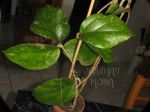 ././Photos/Plantes/Hoya_H-I-J-K-L/Mini/20lam-IMG_6533.JPG