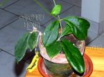 ././Photos/Plantes/Hoya_H-I-J-K-L/Mini/20landgr-IMG_8203.jpg