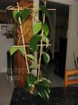 ././Photos/Plantes/Hoya_H-I-J-K-L/Mini/20lat-IMG_2948.JPG