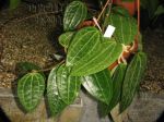 ././Photos/Plantes/Hoya_H-I-J-K-L/Mini/20latA-IMG_9443.JPG