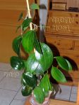 ././Photos/Plantes/Hoya_H-I-J-K-L/Mini/20latifA-IMG_2146.jpg