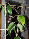 ././Photos/Plantes/Hoya_H-I-J-K-L/Mini/20latifo-IMG_2355.jpg