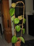 ././Photos/Plantes/Hoya_H-I-J-K-L/Mini/20loy-IMG_1867.JPG