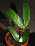 ././Photos/Plantes/Hoya_H-I-J-K-L/Mini/23lobbOF-IMG_8578.jpg