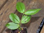 ././Photos/Plantes/Hoya_H-I-J-K-L/Mini/27ignorTh-IMG_3930.jpg