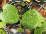 ././Photos/Plantes/Hoya_H-I-J-K-L/Mini/IMG_3540-kerriiSh.jpg