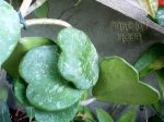 ././Photos/Plantes/Hoya_H-I-J-K-L/Mini/kerrySh-8151487653066309632_n.jpg