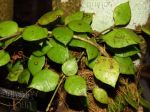 ././Photos/Plantes/Hoya_M-N-O/Mini/01A05-minuti-IMG_0413a.jpg