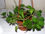 ././Photos/Plantes/Hoya_M-N-O/Mini/01A07-nummular-IMG_0310.jpg