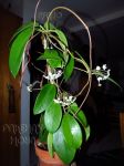 ././Photos/Plantes/Hoya_M-N-O/Mini/01monett-IMG_2019.jpg