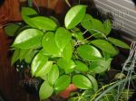 ././Photos/Plantes/Hoya_M-N-O/Mini/01mot-IMG_1809.JPG