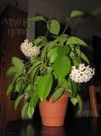 ././Photos/Plantes/Hoya_M-N-O/Mini/01motosk-IMG_8654.jpg