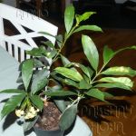././Photos/Plantes/Hoya_M-N-O/Mini/02B01-occultata-1090627.jpg