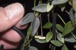 ././Photos/Plantes/Hoya_M-N-O/Mini/02microphylla02a.jpg