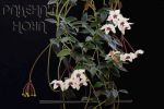 ././Photos/Plantes/Hoya_M-N-O/Mini/02microphylla04a.jpg