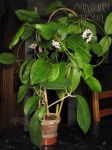 ././Photos/Plantes/Hoya_M-N-O/Mini/02nau-IMG_3338a.JPG