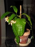 ././Photos/Plantes/Hoya_M-N-O/Mini/03multSV406-IMG_7120.jpg