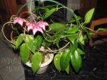 ././Photos/Plantes/Hoya_M-N-O/Mini/05macgill-IMG_0974.jpg