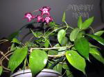 ././Photos/Plantes/Hoya_M-N-O/Mini/05macgill-IMG_0989.jpg