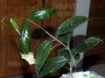 ././Photos/Plantes/Hoya_M-N-O/Mini/05mappi-IMG_1863.jpg