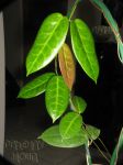 ././Photos/Plantes/Hoya_M-N-O/Mini/05megalP-IMG_8925.jpg