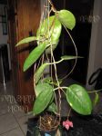 ././Photos/Plantes/Hoya_M-N-O/Mini/05megalR-IMG_2269.jpg