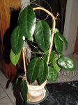 ././Photos/Plantes/Hoya_M-N-O/Mini/05megalR-IMG_2763.jpg