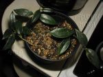 ././Photos/Plantes/Hoya_M-N-O/Mini/05nyh-IMG_3892.JPG