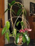 ././Photos/Plantes/Hoya_M-N-O/Mini/05onyIP-IMG_3869a.jpg