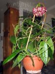 ././Photos/Plantes/Hoya_M-N-O/Mini/05onycho-IMG_4575.jpg