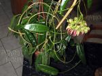 ././Photos/Plantes/Hoya_M-N-O/Mini/05onycho-IMG_4595.jpg