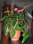 ././Photos/Plantes/Hoya_M-N-O/Mini/05onycho-IMG_8059.jpg