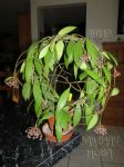 ././Photos/Plantes/Hoya_M-N-O/Mini/06micran-IMG_1047.jpg