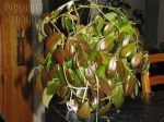 ././Photos/Plantes/Hoya_M-N-O/Mini/07obs-IMG_0938.JPG