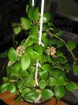 ././Photos/Plantes/Hoya_M-N-O/Mini/09myr-IMG_8975.JPG