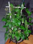 ././Photos/Plantes/Hoya_M-N-O/Mini/09myr8841-IMG_1497.jpg