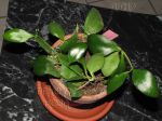 ././Photos/Plantes/Hoya_M-N-O/Mini/09myr8842-IMG_8142a.JPG