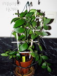 ././Photos/Plantes/Hoya_M-N-O/Mini/09myrm-IMG_0189a.jpg