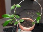 ././Photos/Plantes/Hoya_M-N-O/Mini/09myrmY-IMG_7484a.jpg