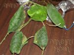 ././Photos/Plantes/Hoya_M-N-O/Mini/13maxim-IMG_4989.jpg