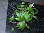 ././Photos/Plantes/Hoya_M-N-O/Mini/13micraK-IMG_0589.jpg